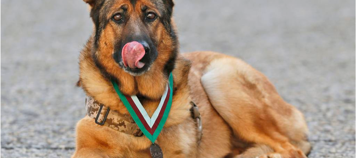 A German Shepherd lying down on a gravel surface, wearing a camouflage harness and a medal around its neck, licking its nose.